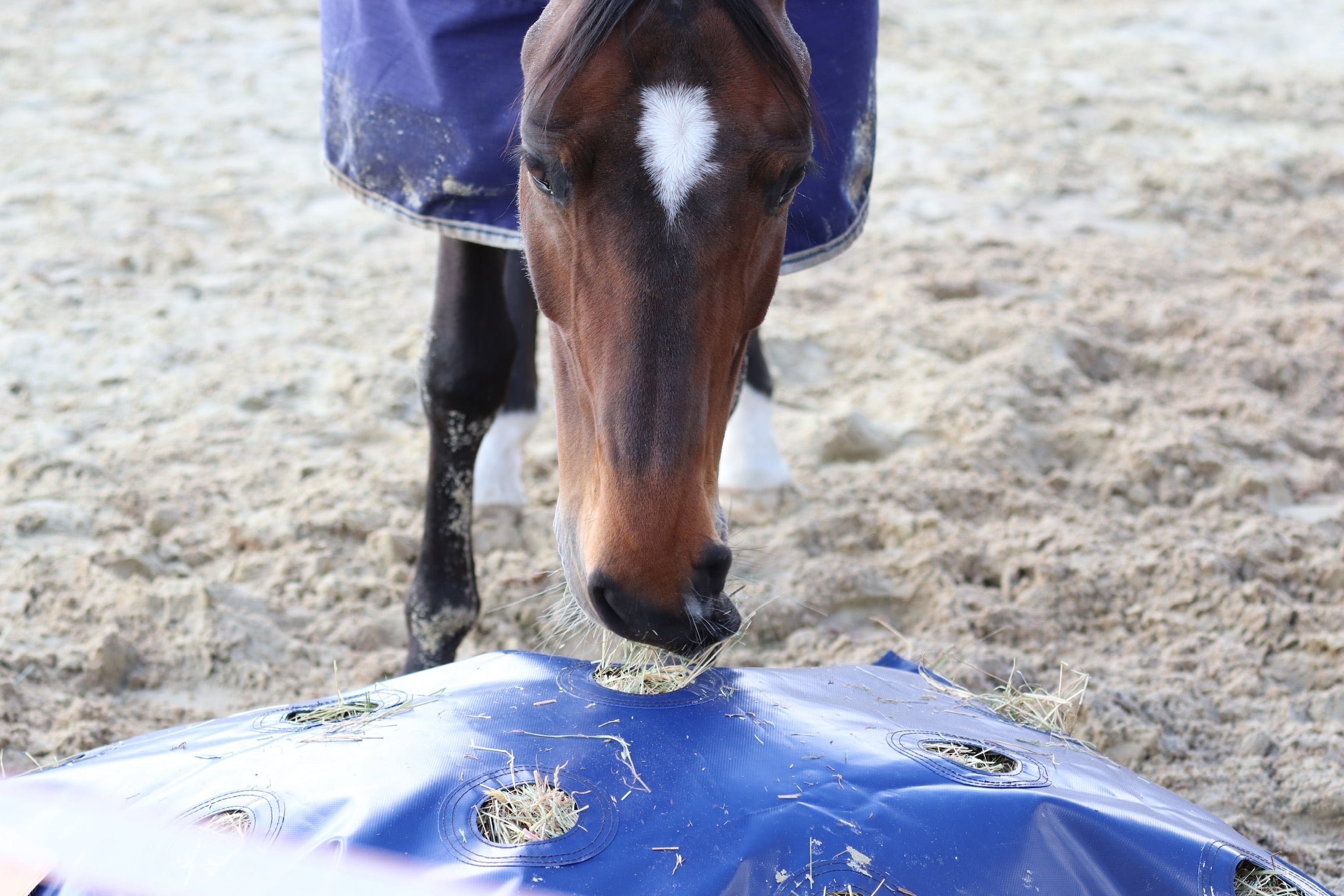 GreenGuard HayPlay Slow Feed Bag XL - GG Equine - Equiluxe Tack