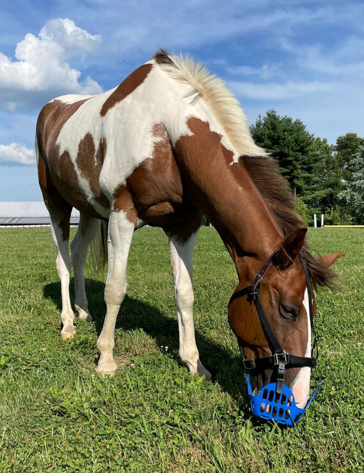 GreenGuard Premium Breakaway Halter - GG Equine - Equiluxe Tack
