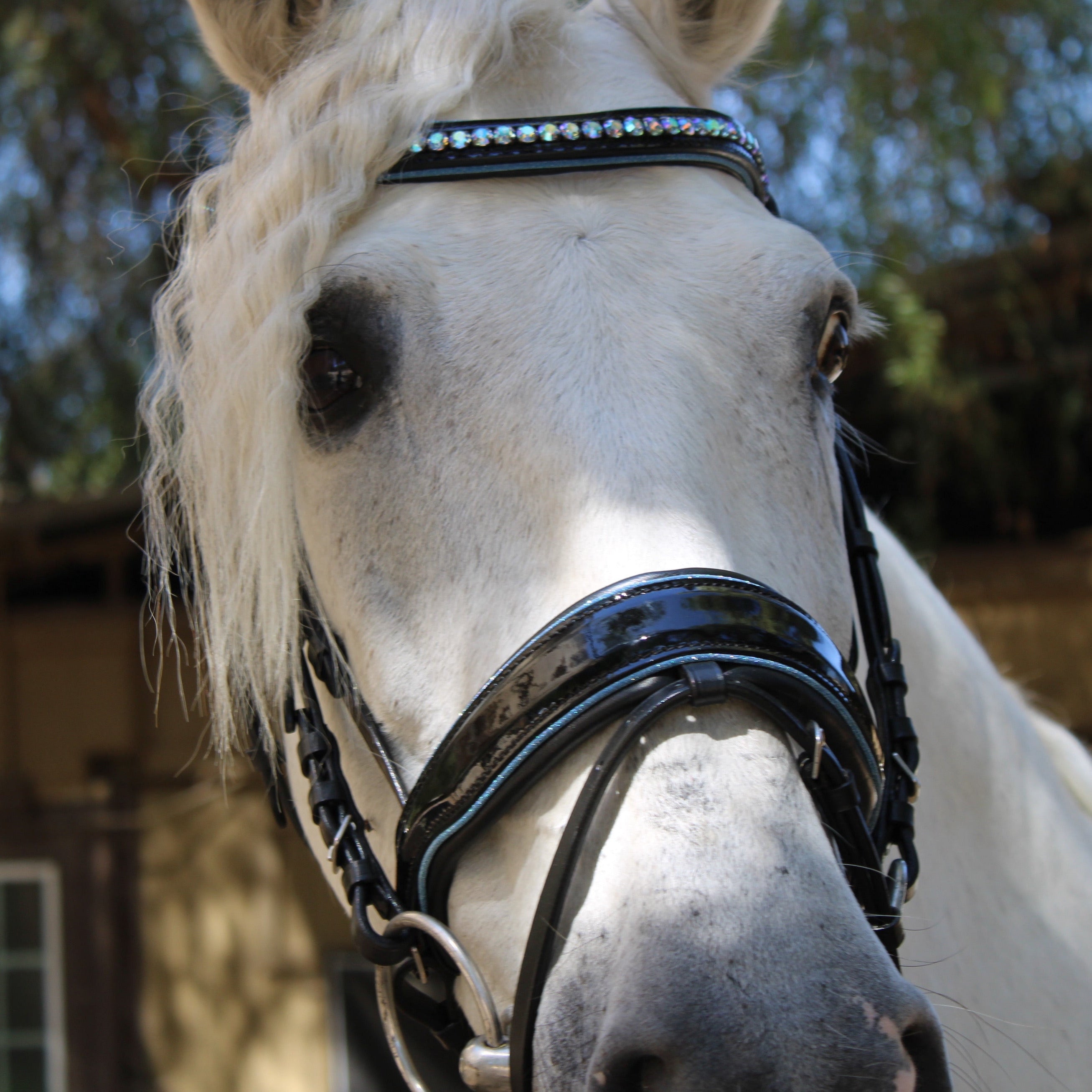 Halter Ego Adriana - Black Patent Blue Sparkle Snaffle Bridle - Halter Ego® - Equiluxe Tack