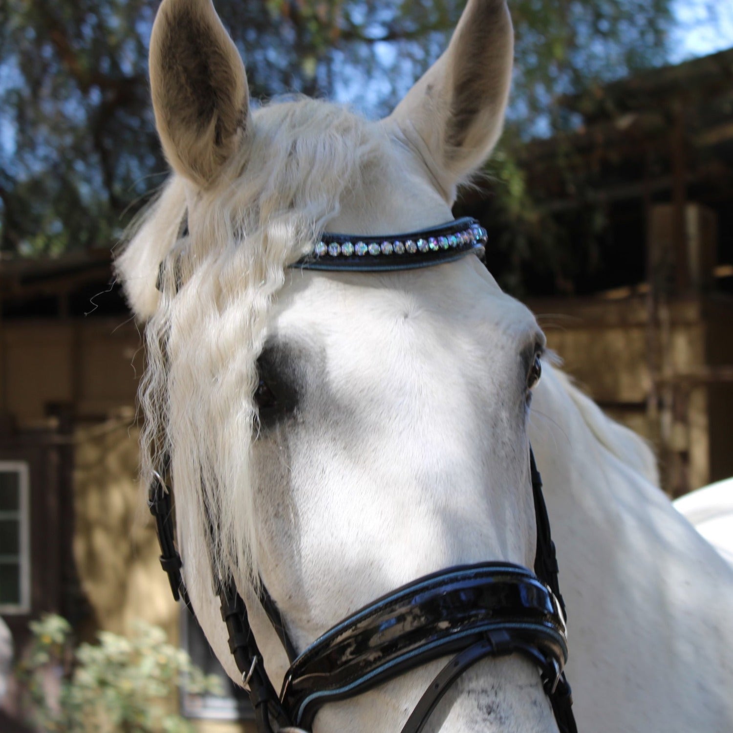 Halter Ego Adriana - Black Patent Blue Sparkle Snaffle Bridle - Halter Ego® - Equiluxe Tack