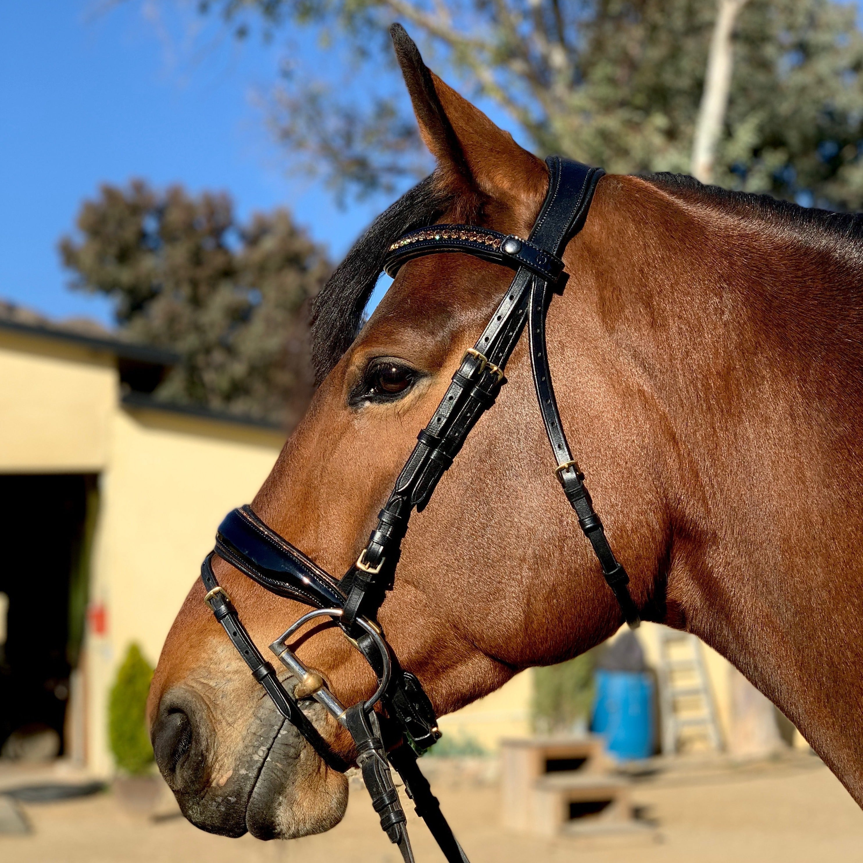 Halter Ego Amalfi Black Patent Sparkle Snaffle Bridle - Flat - Halter Ego® - Equiluxe Tack