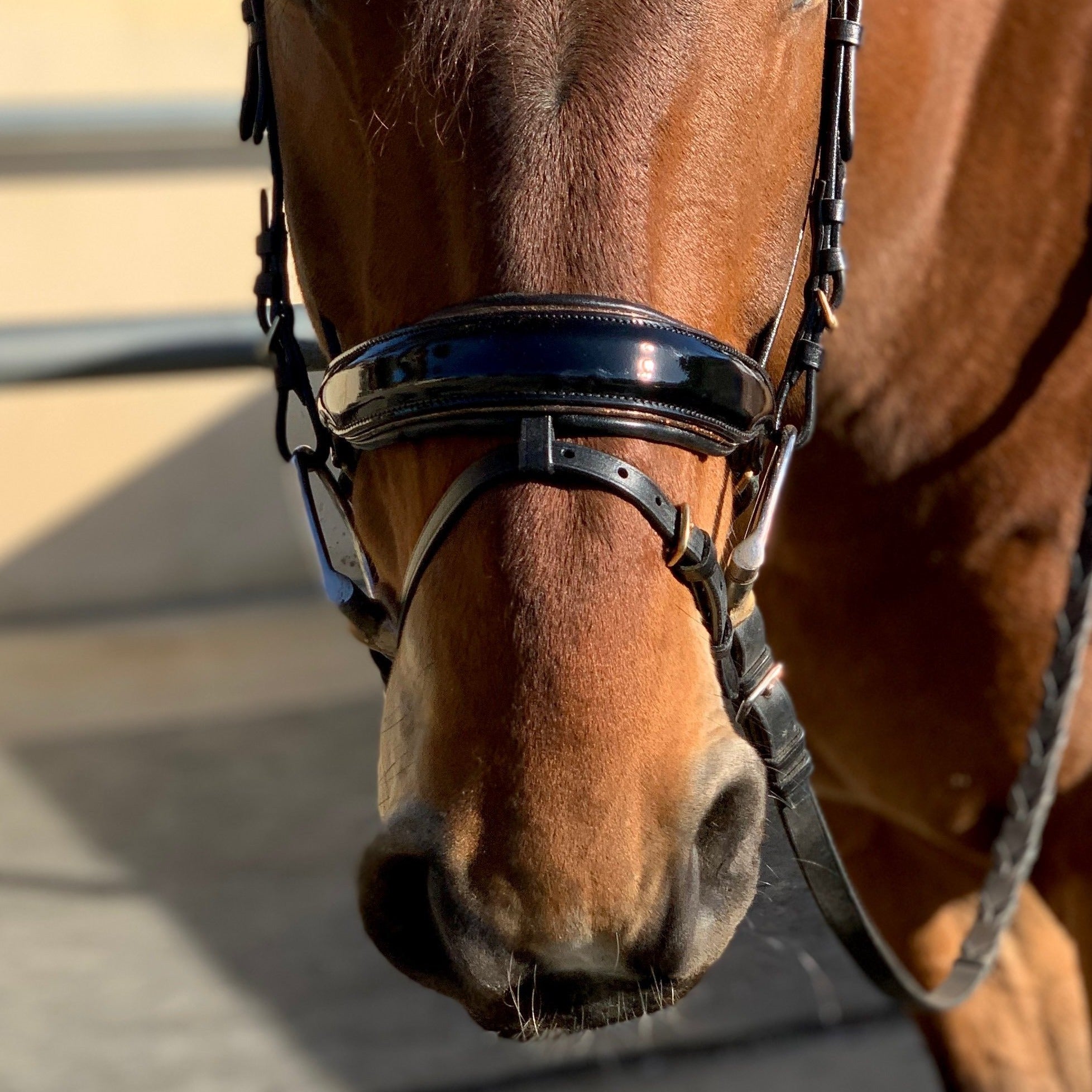 Halter Ego Amalfi Black Patent Sparkle Snaffle Bridle - Flat - Halter Ego® - Equiluxe Tack