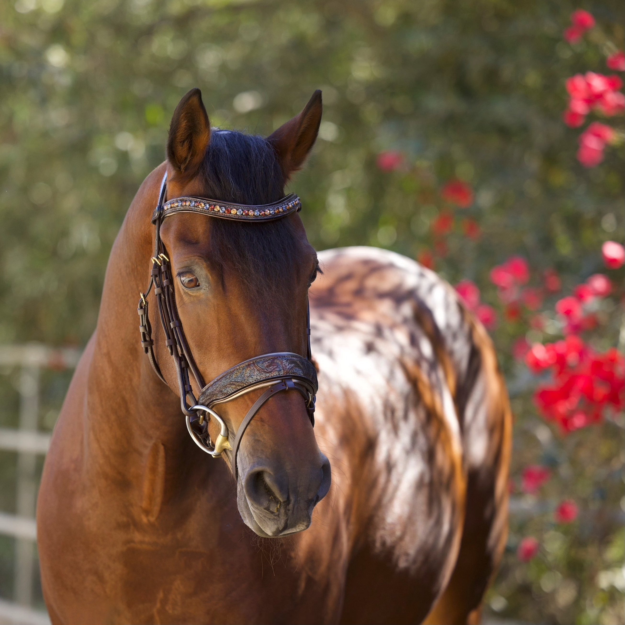 Halter Ego Aspen Brown Leather Snaffle Bridle - Halter Ego® - Equiluxe Tack