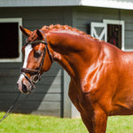 Halter Ego Athena Brown Patent Snaffle Bridle - Halter Ego® - Equiluxe Tack