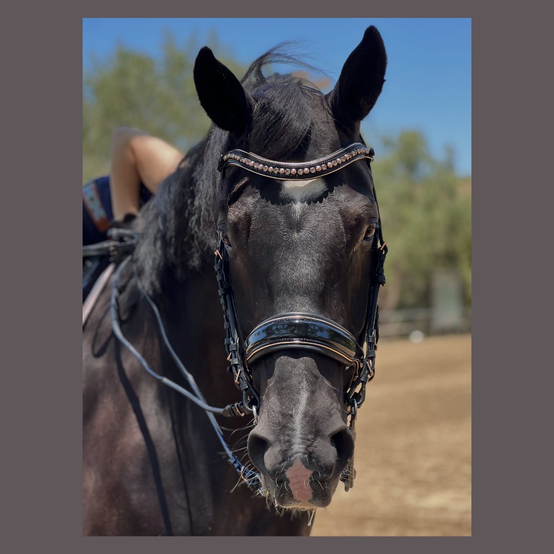 Halter Ego Aurelia Rose Gold Black Patent Double Bridle - Halter Ego® - Equiluxe Tack