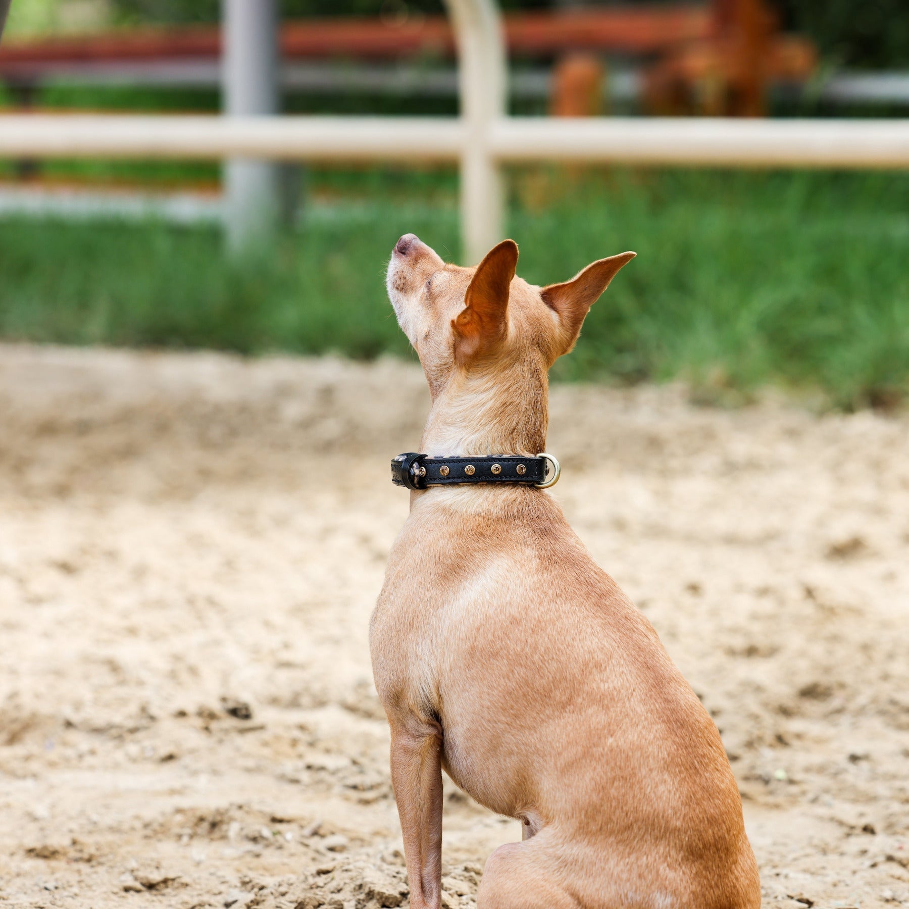 Halter Ego® Black Leather Safari Dog Collar - Halter Ego® - Equiluxe Tack