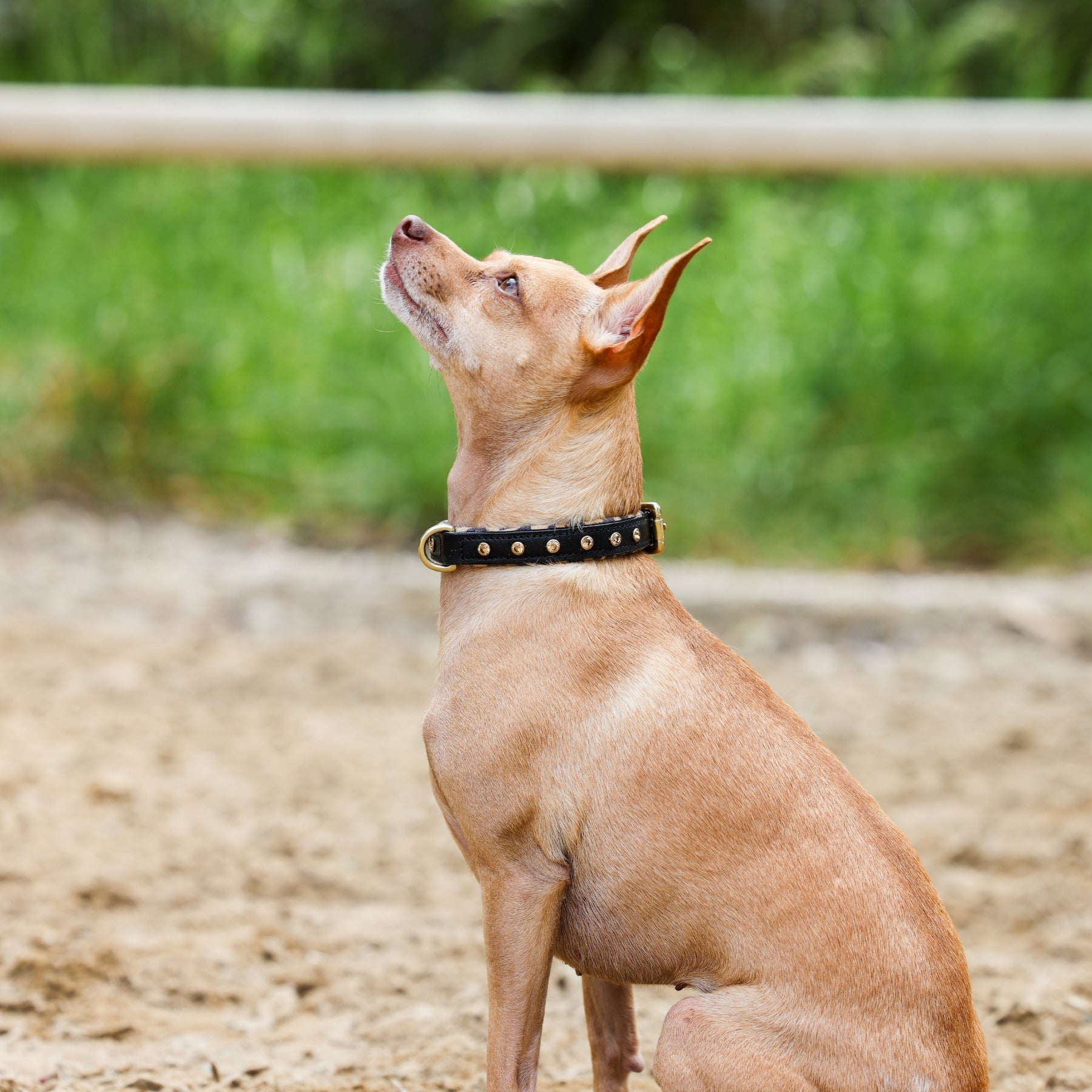 Halter Ego® Black Leather Safari Dog Collar - Halter Ego® - Equiluxe Tack