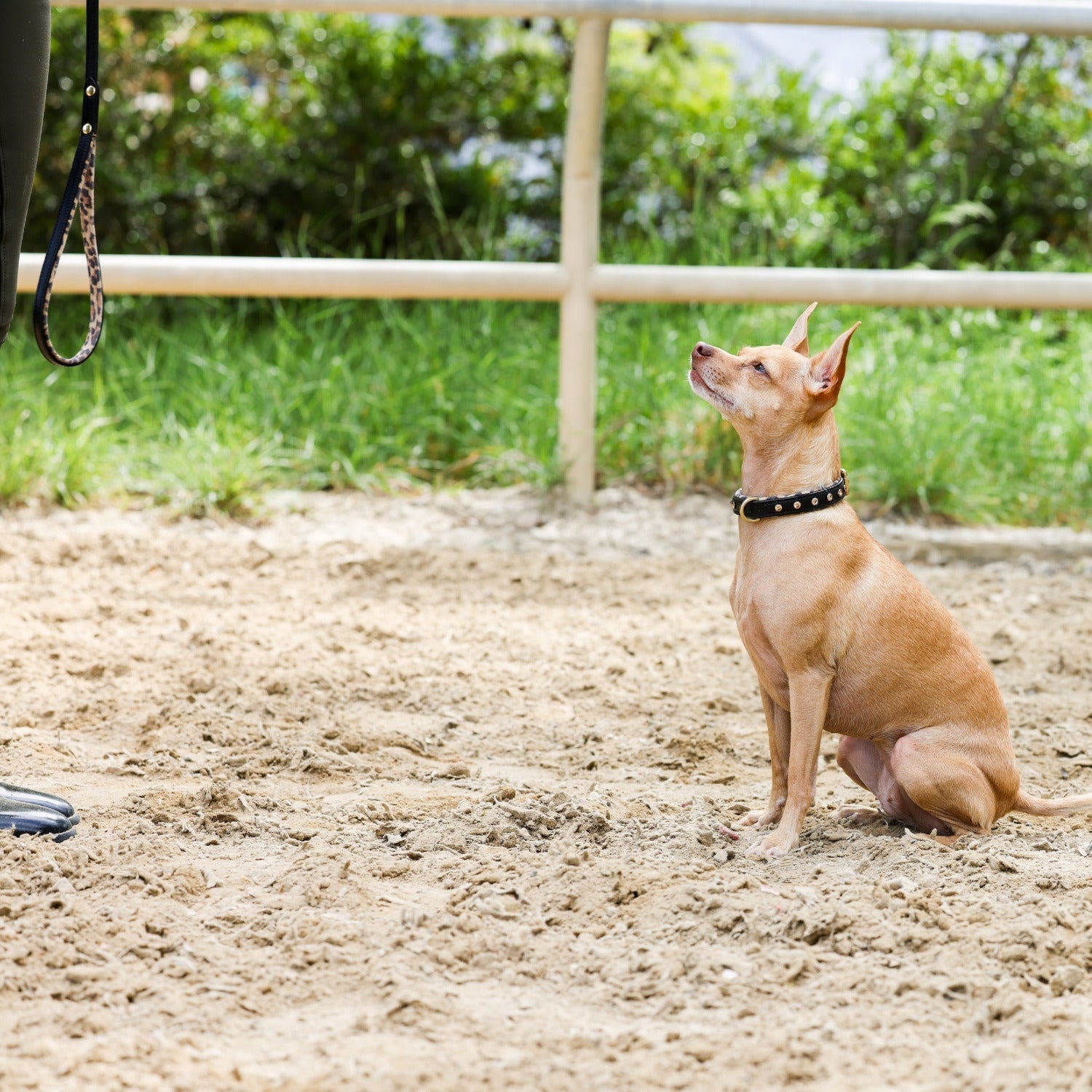 Halter Ego® Black Leather Safari Dog Leash - Halter Ego® - Equiluxe Tack