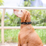 Halter Ego® Black Patent Celebrity Dog Collar - Halter Ego® - Equiluxe Tack