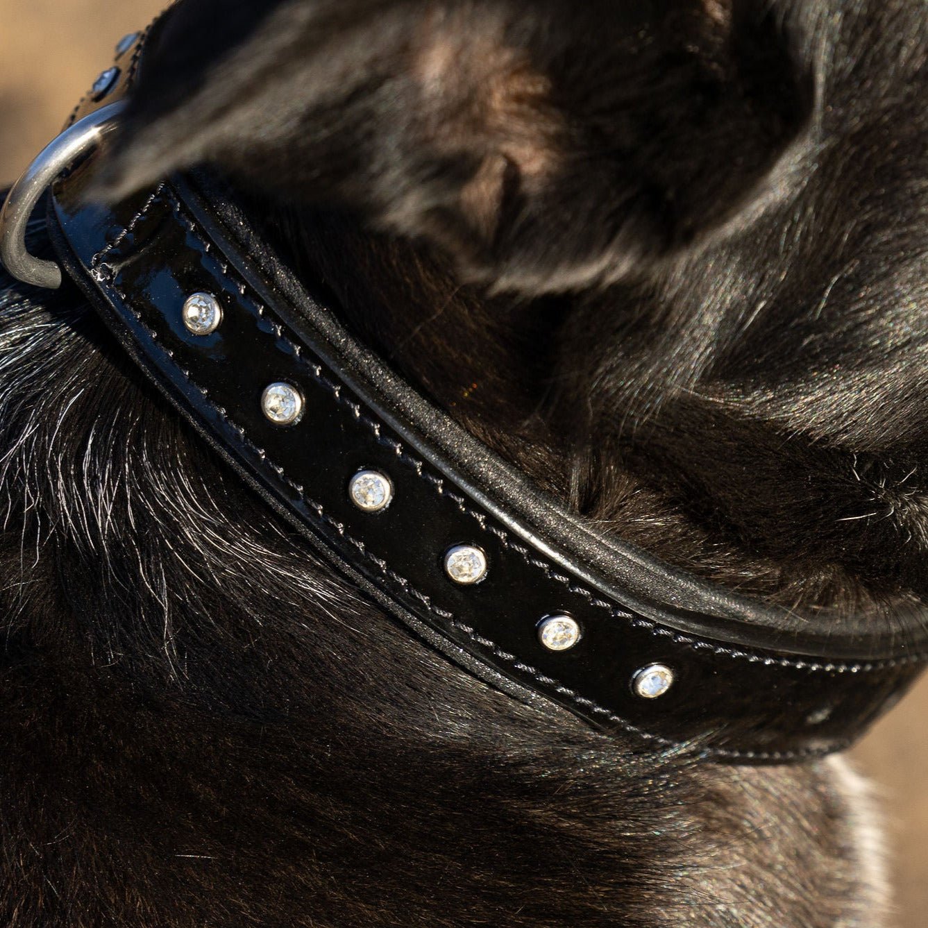 Halter Ego® Black Patent Celebrity Dog Collar - Halter Ego® - Equiluxe Tack