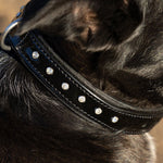 Halter Ego® Black Patent Celebrity Dog Collar - Halter Ego® - Equiluxe Tack