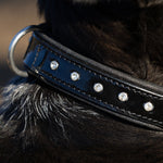 Halter Ego® Black Patent Celebrity Dog Collar - Halter Ego® - Equiluxe Tack