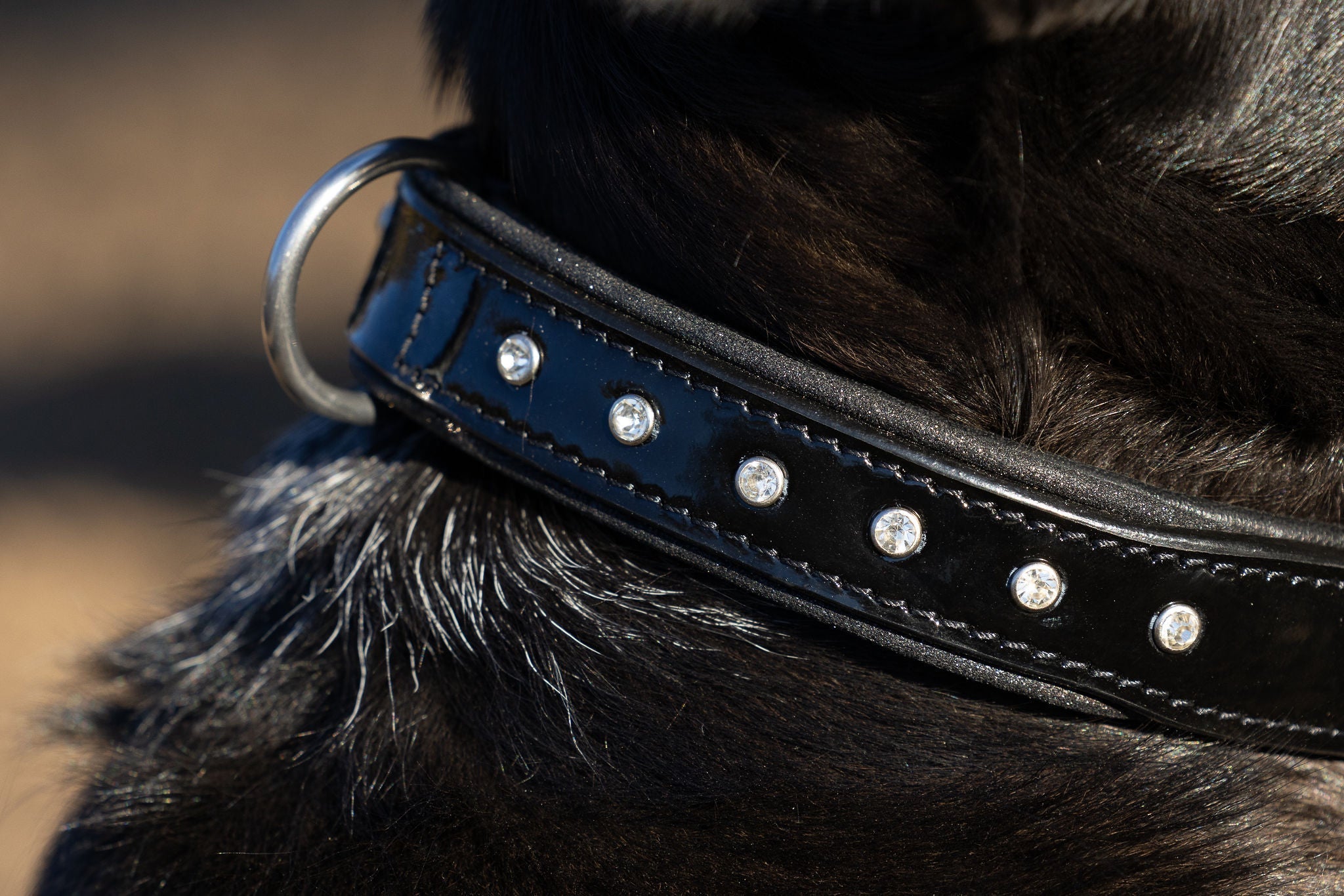 Halter Ego® Black Patent Celebrity Dog Collar - Halter Ego® - Equiluxe Tack