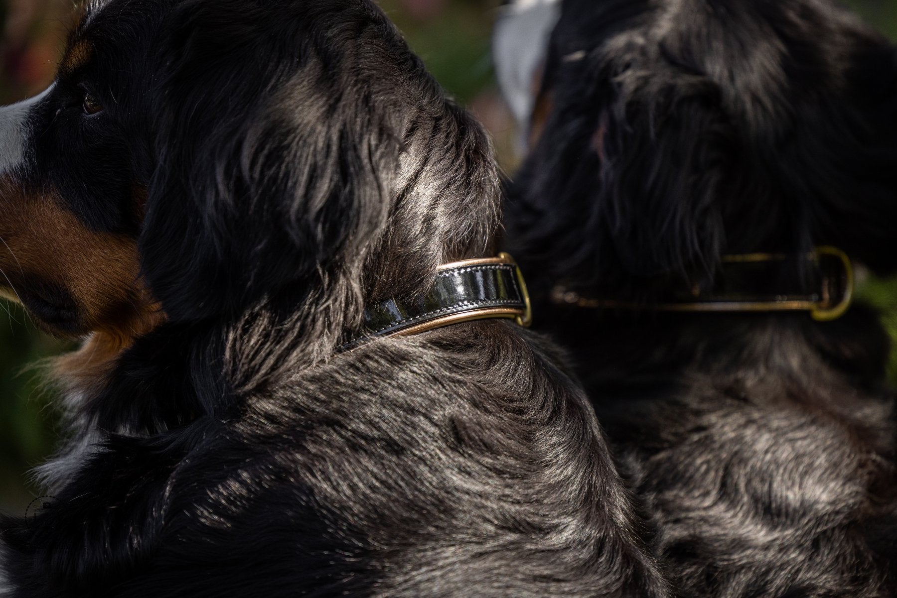 Halter Ego® Black Patent Thea Dog Collar - Halter Ego® - Equiluxe Tack