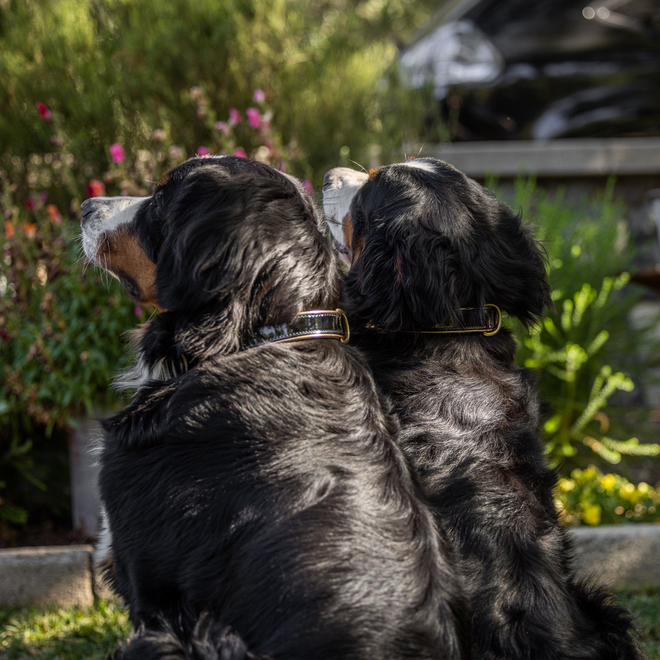 Halter Ego® Black Patent Thea Dog Collar - Halter Ego® - Equiluxe Tack