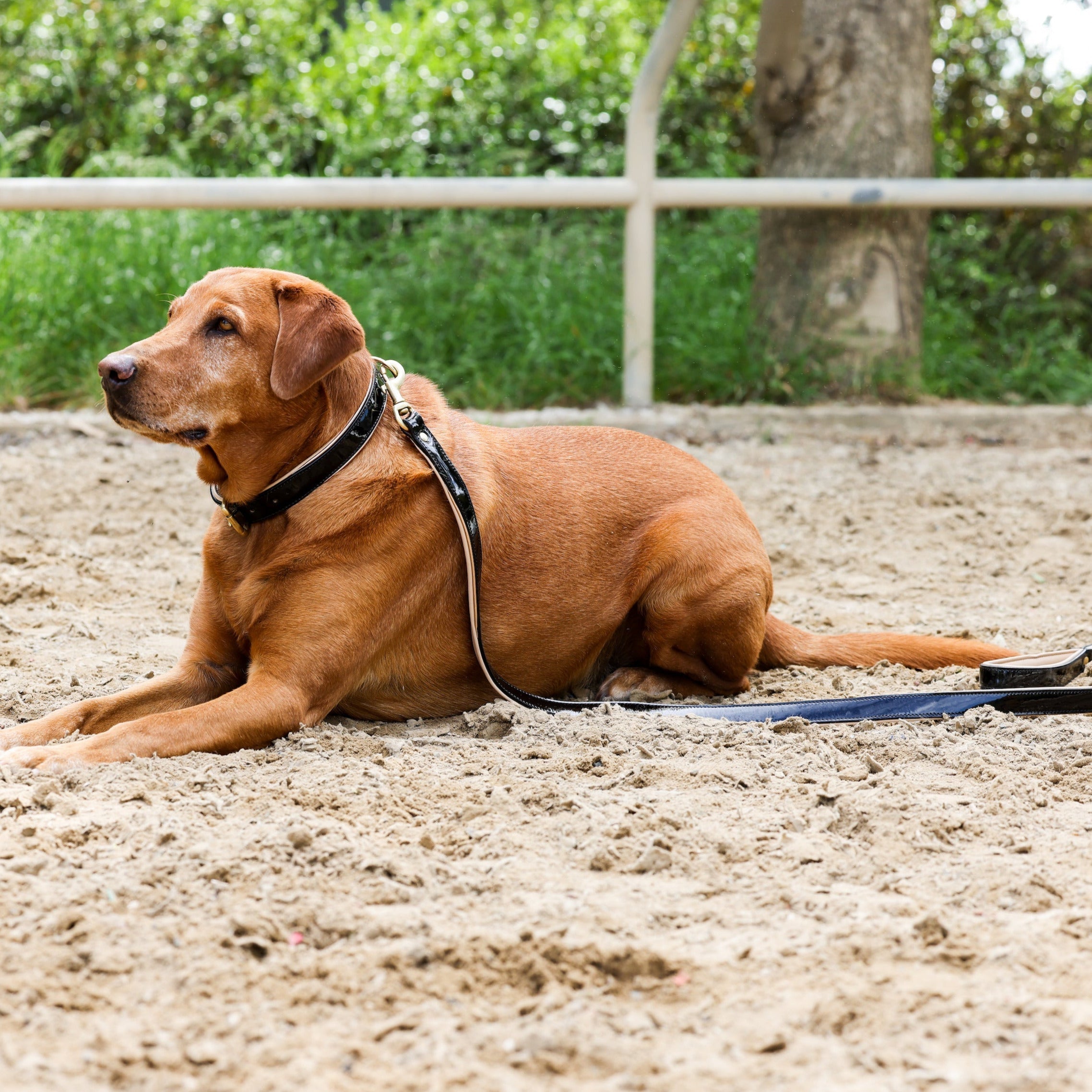 Halter Ego® Black Patent Thea Dog Leash - Halter Ego® - Equiluxe Tack