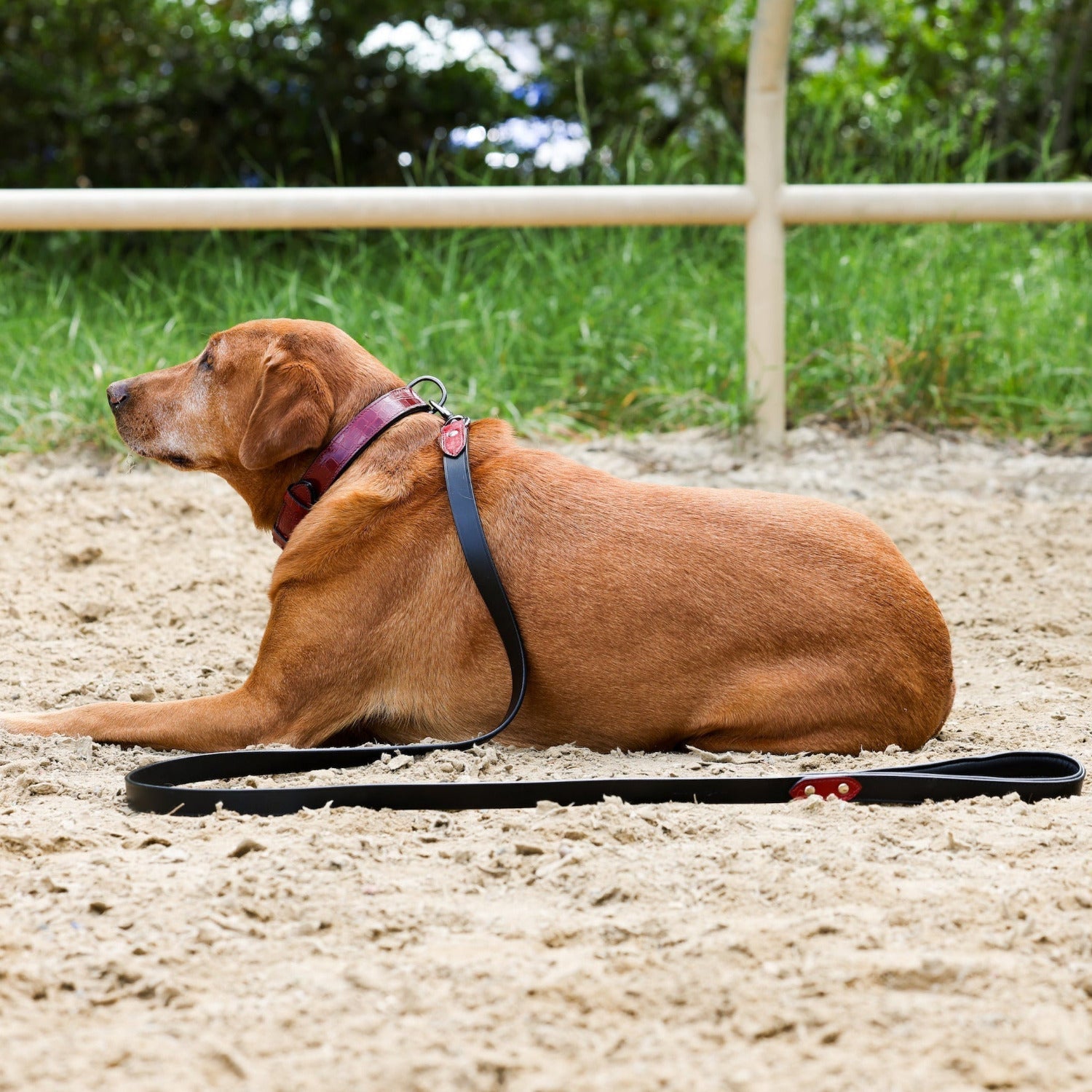 Halter Ego® Breanna Dog Leash - Halter Ego® - Equiluxe Tack