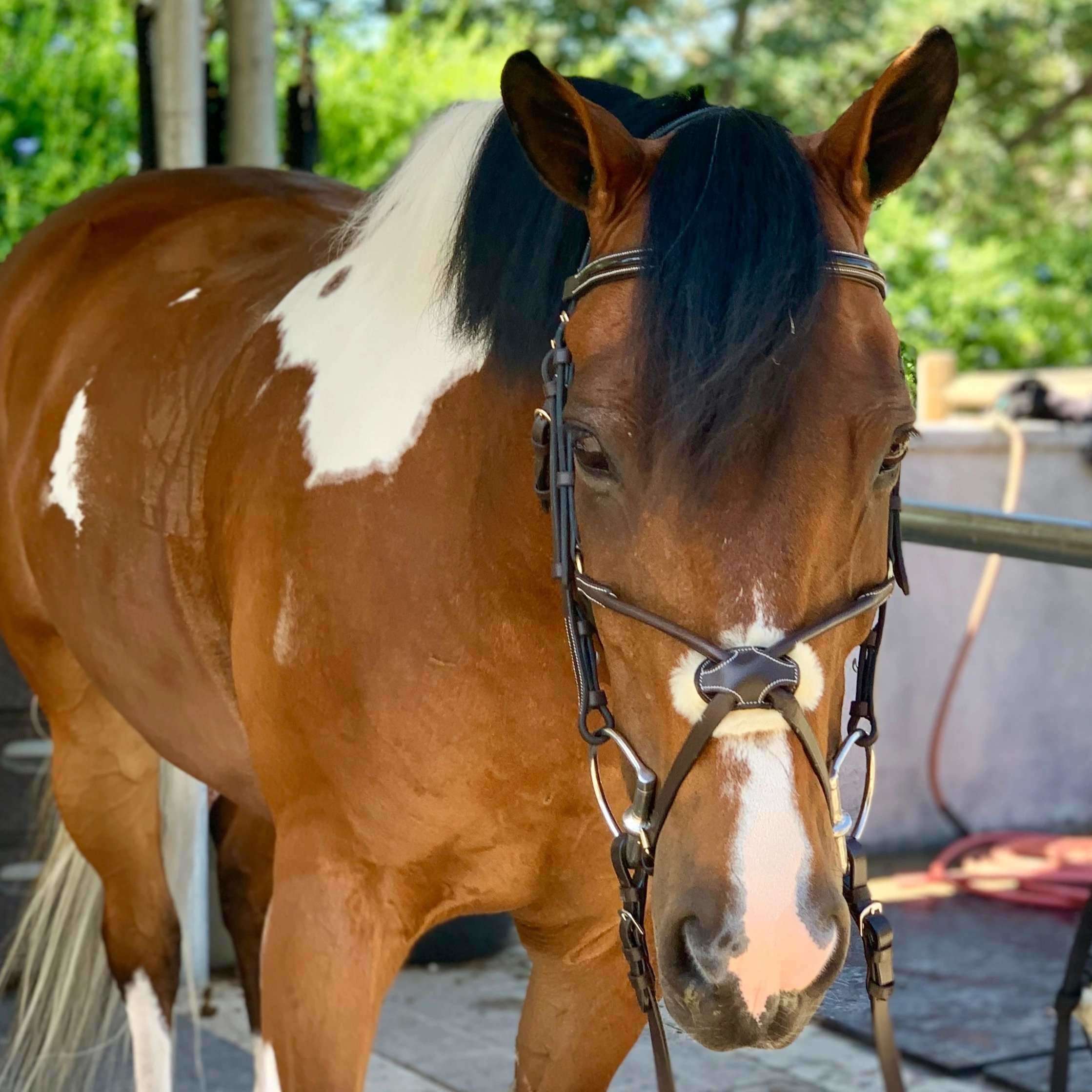 Halter Ego® - Brown Anatomical Rolled Figure 8 Bridle - Halter Ego® - Equiluxe Tack