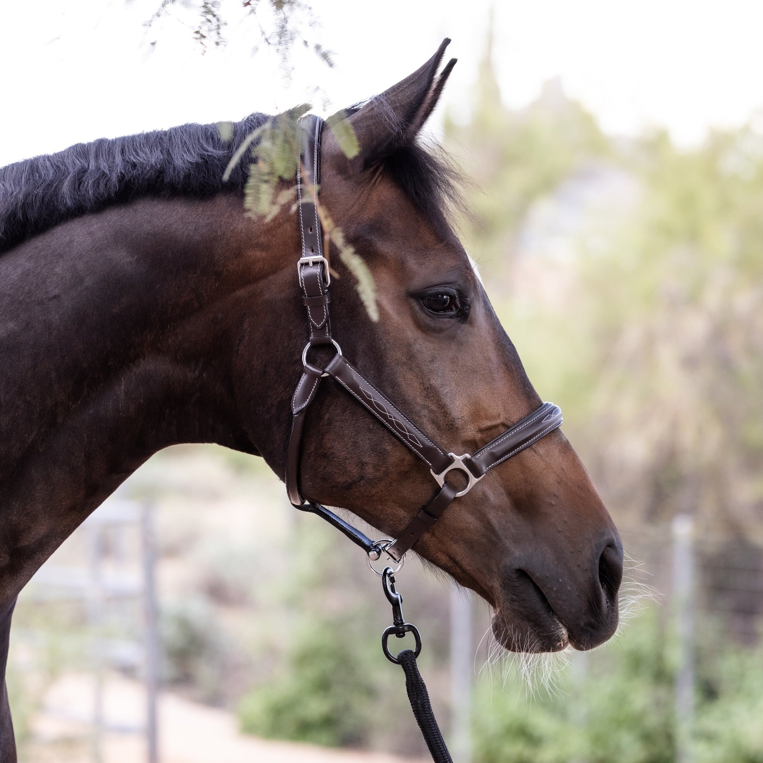 Halter Ego Brown Leather Halter With Top Stitching - Halter Ego® - Equiluxe Tack