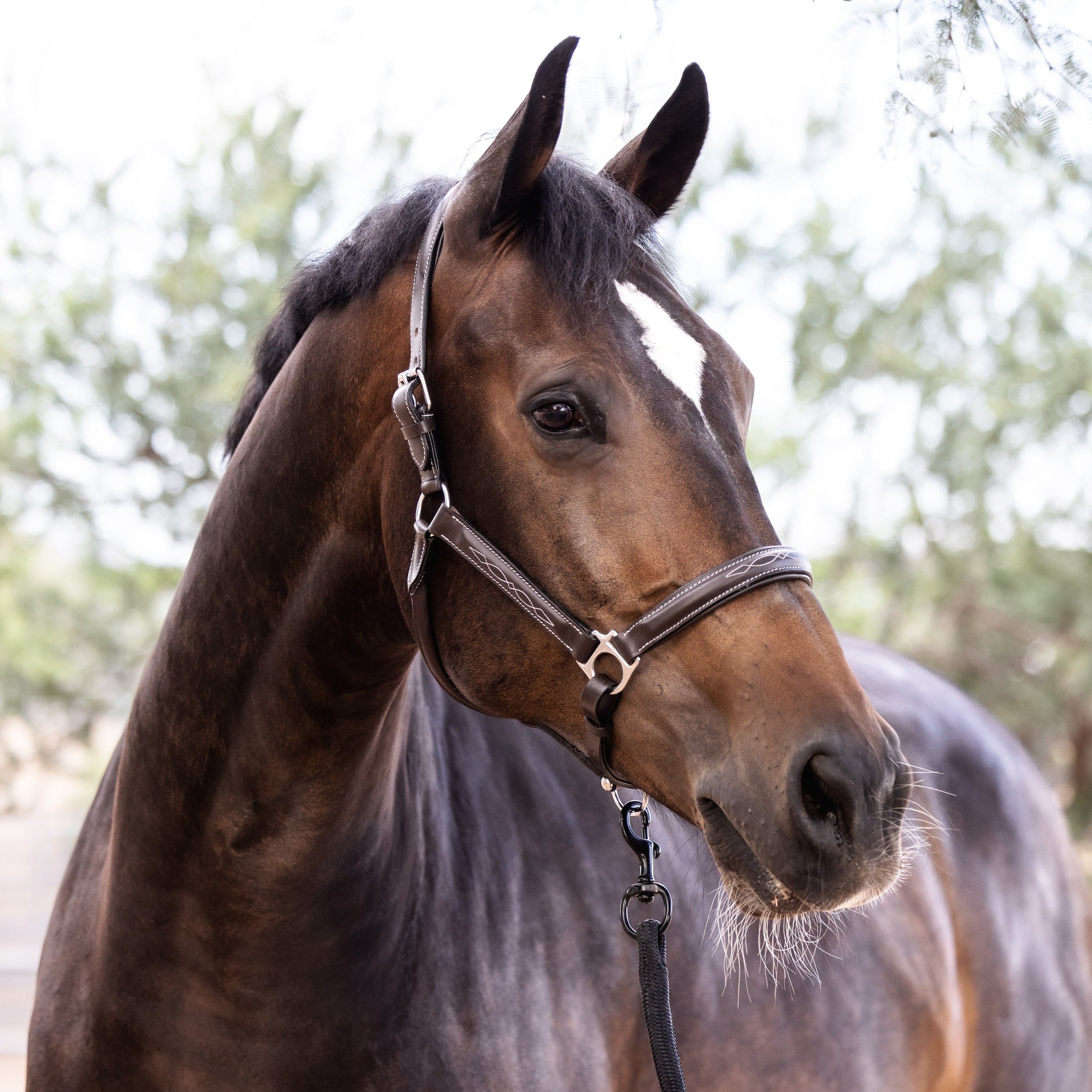 Halter Ego Brown Leather Halter With Top Stitching - Halter Ego® - Equiluxe Tack