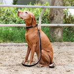 Halter Ego® Brown Patent Florence Dog Collar - Halter Ego® - Equiluxe Tack