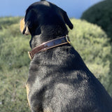 Halter Ego® Brown Patent Florence Dog Collar - Halter Ego® - Equiluxe Tack