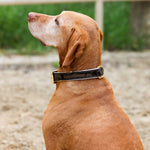 Halter Ego® Brown Patent Florence Dog Leash - Halter Ego® - Equiluxe Tack