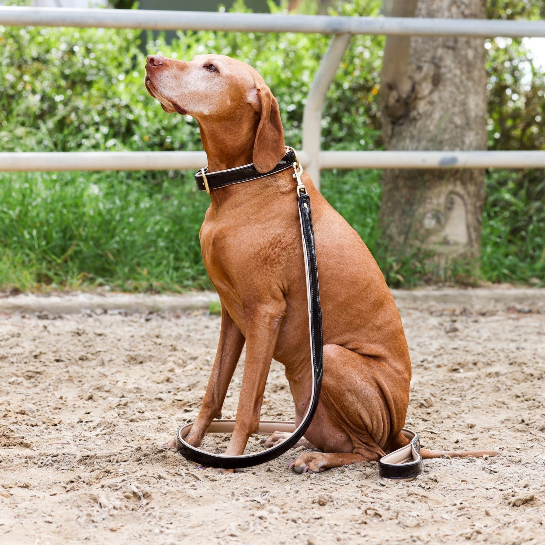 Halter Ego® Brown Patent Florence Dog Leash - Halter Ego® - Equiluxe Tack