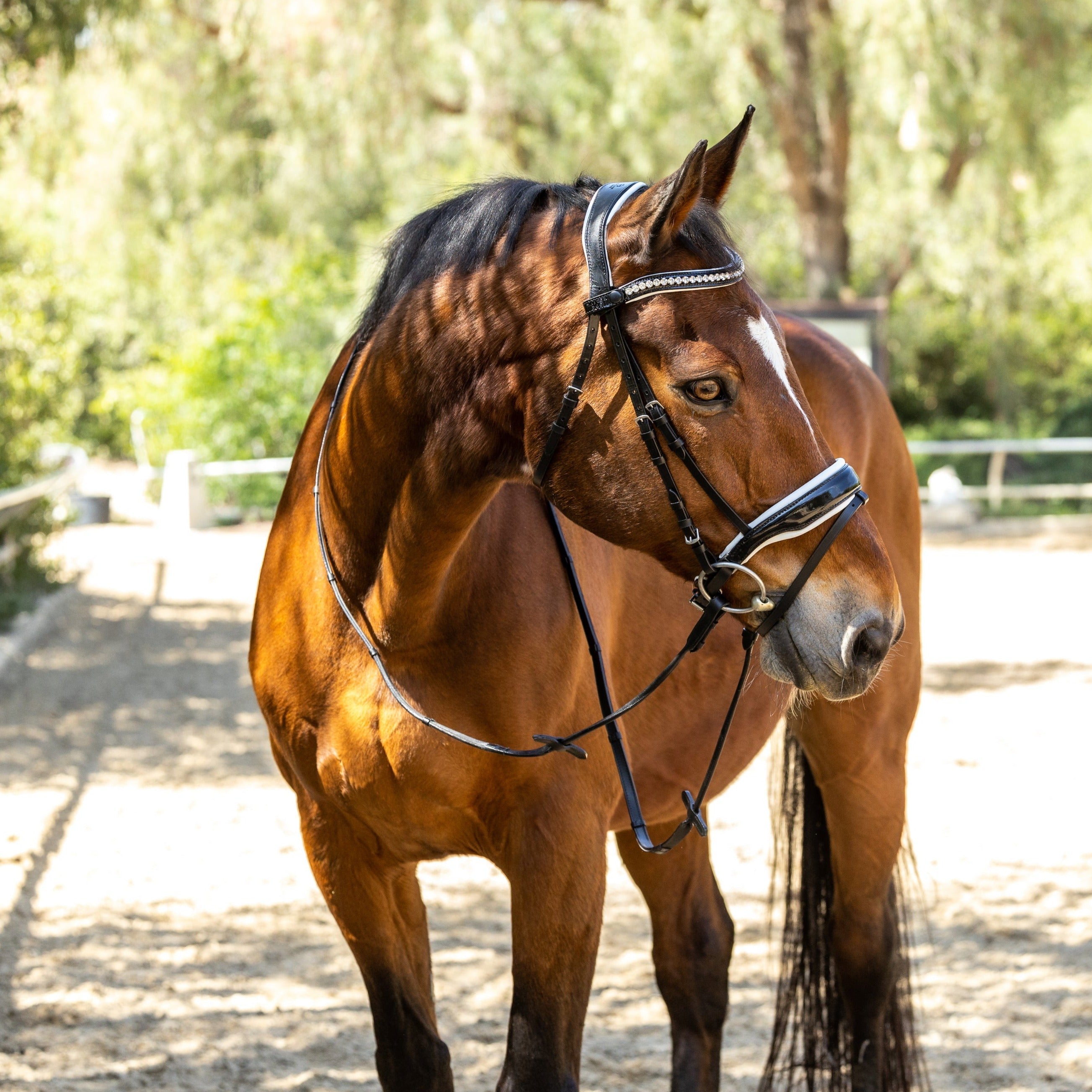 Halter Ego Calisa Patent Snaffle Bridle with White Padding - Halter Ego® - Equiluxe Tack