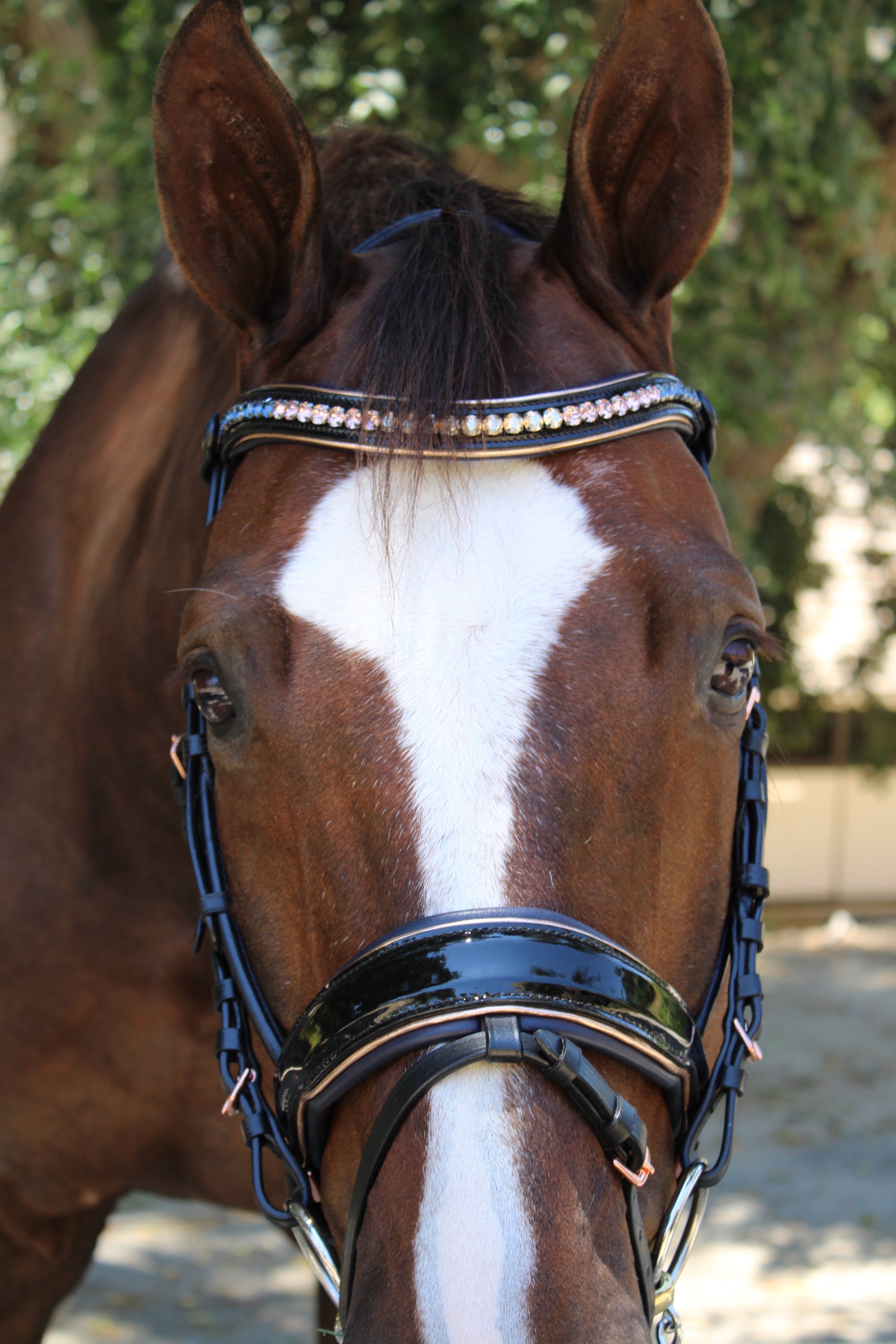 Halter Ego Duchess Black Patent Leather Snaffle Bridle - Halter Ego® - Equiluxe Tack