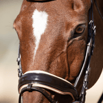 Halter Ego Florentina - Brown Patent Leather Snaffle with Cream Padding & Rose Gold Piping - Equiluxe Tack