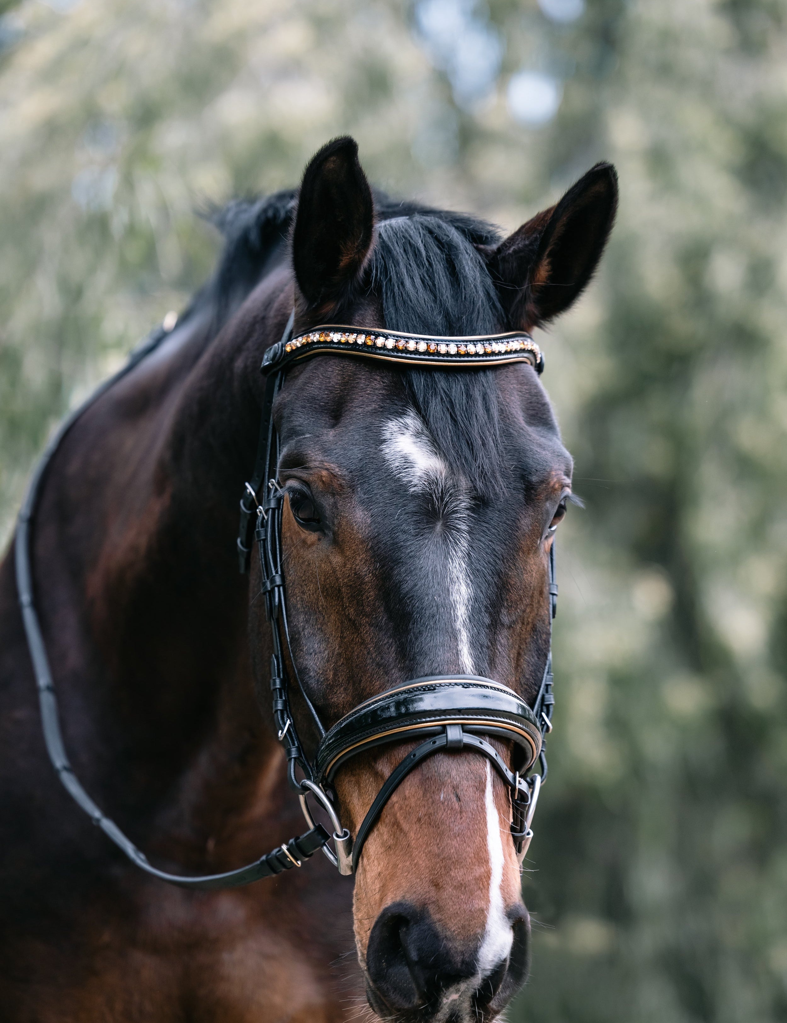 Halter Ego Geneva - Black Patent Snaffle Bridle with Metallic Gold Piping - Halter Ego® - Equiluxe Tack