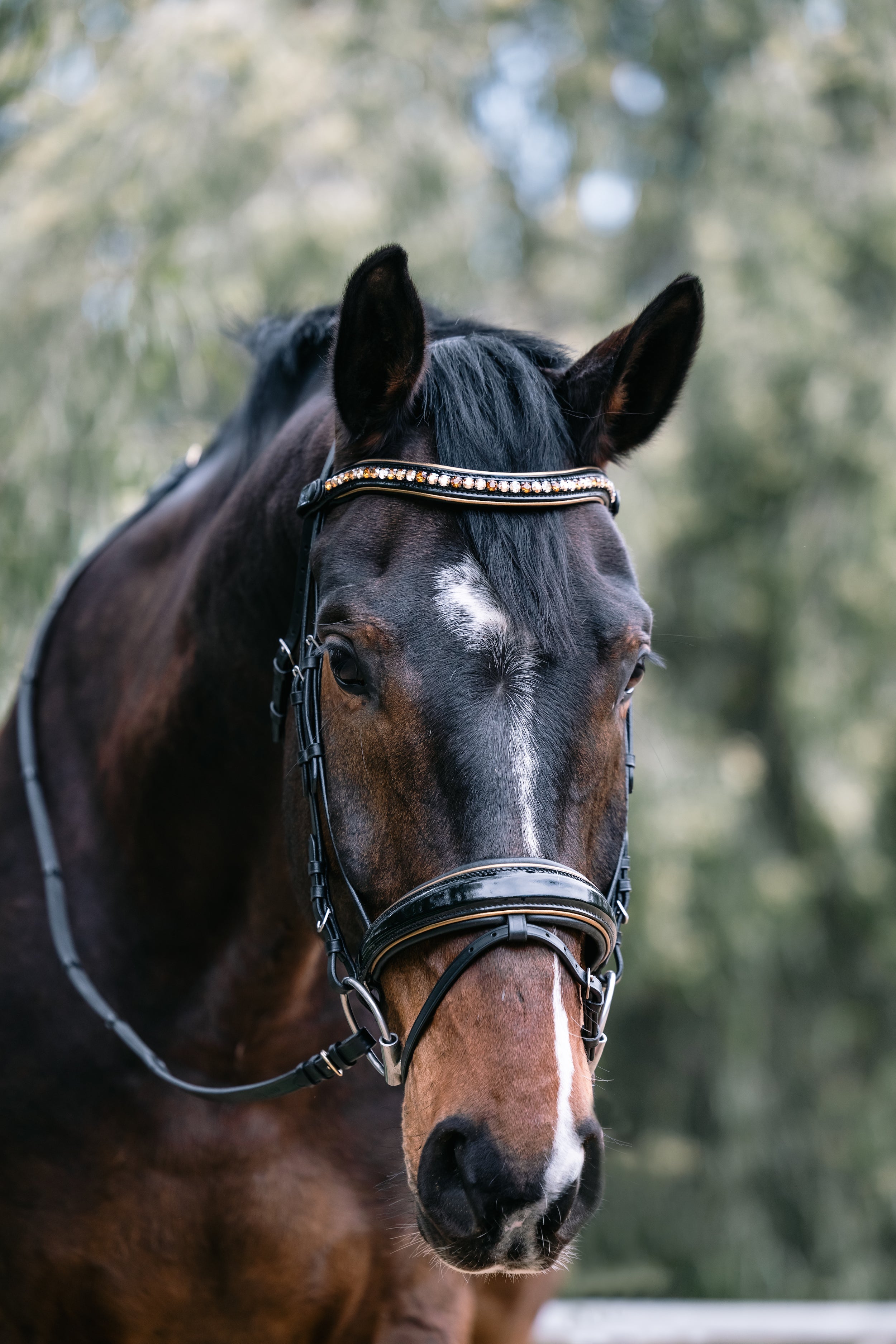 Halter Ego Geneva - Black Patent Snaffle Bridle with Metallic Gold Piping - Halter Ego® - Equiluxe Tack