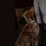 Halter Ego Gilded Solstice Leather Dog Collar - Equiluxe Tack