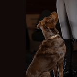 Halter Ego Gilded Solstice Leather Dog Collar - Equiluxe Tack