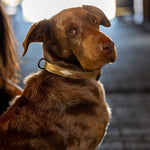 Halter Ego Gilded Solstice Leather Dog Collar - Equiluxe Tack