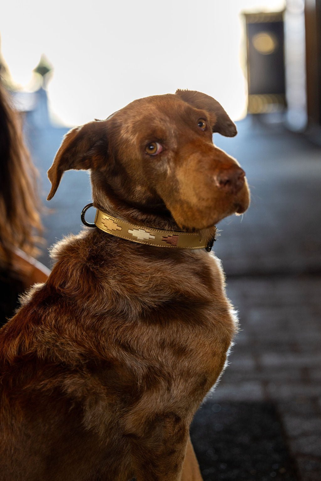 Halter Ego Gilded Solstice Leather Dog Collar - Equiluxe Tack