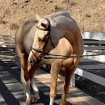 Halter Ego Halifax - Brown Leather Hunter Bridle - Halter Ego® - Equiluxe Tack