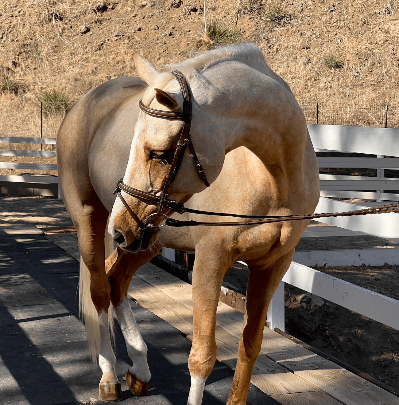 Halter Ego Halifax - Brown Leather Hunter Bridle - Halter Ego® - Equiluxe Tack