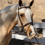 Halter Ego Halifax - Brown Leather Hunter Bridle - Halter Ego® - Equiluxe Tack