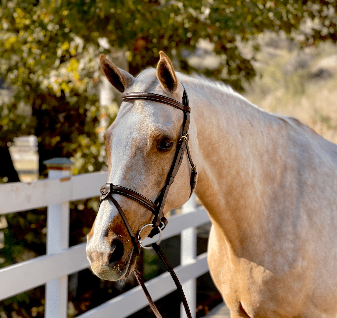 Halter Ego Halifax - Brown Leather Hunter Bridle - Halter Ego® - Equiluxe Tack