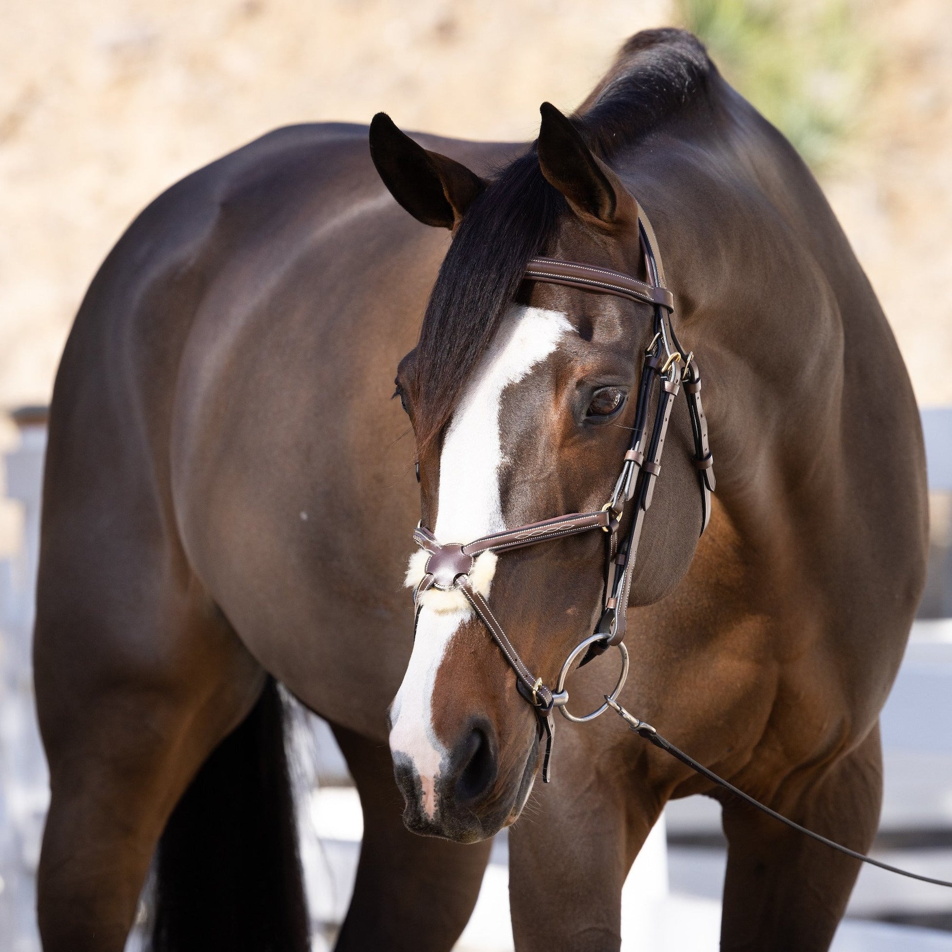 Halter Ego Hickstead Anatomical Brown Leather Figure - 8 Bridle - Halter Ego® - Equiluxe Tack
