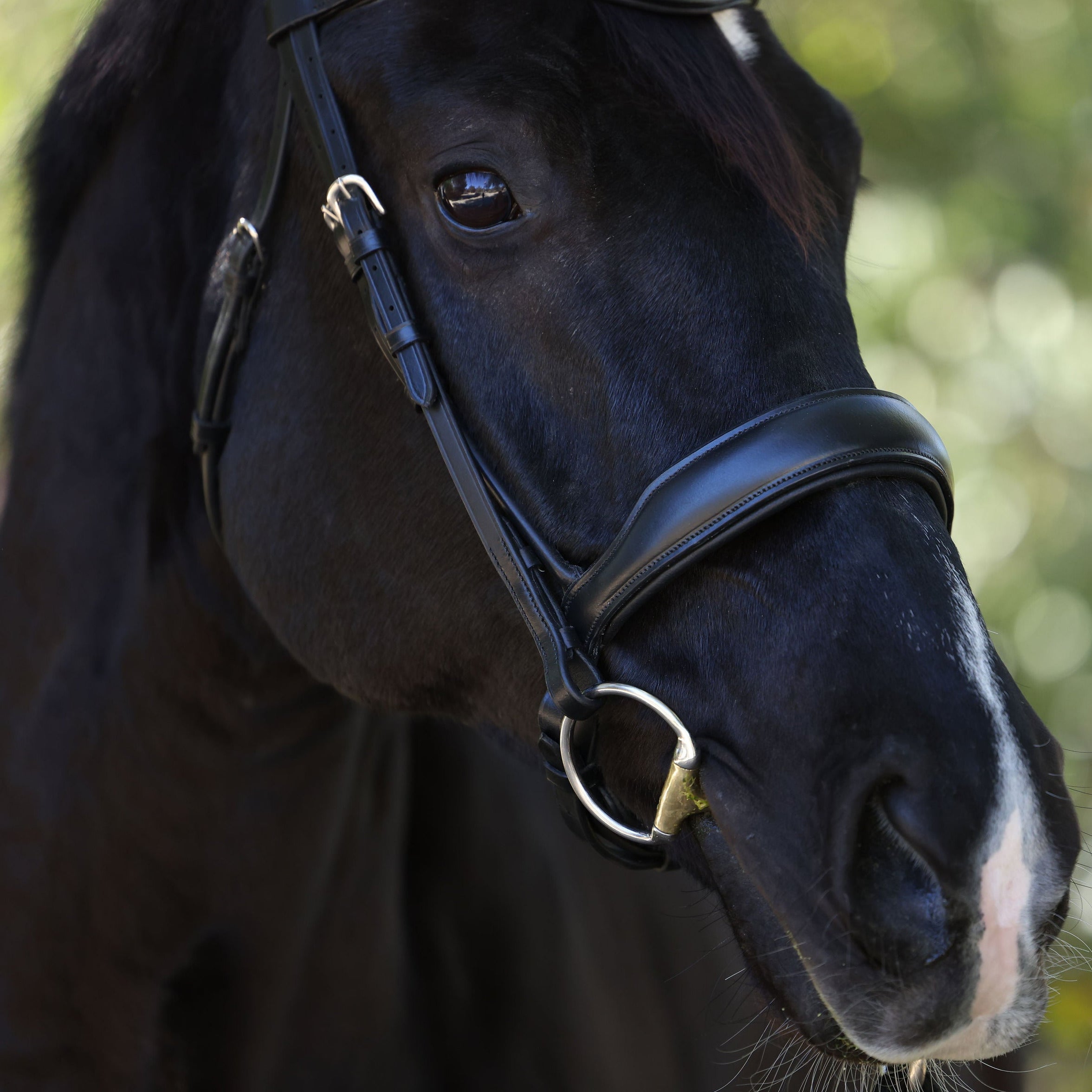 Halter Ego Highland Rolled Black Anatomical Snaffle Bridle - Halter Ego® - Equiluxe Tack