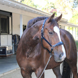Halter Ego Kentucky Navy Patent Leather Halter - Halter Ego® - Equiluxe Tack