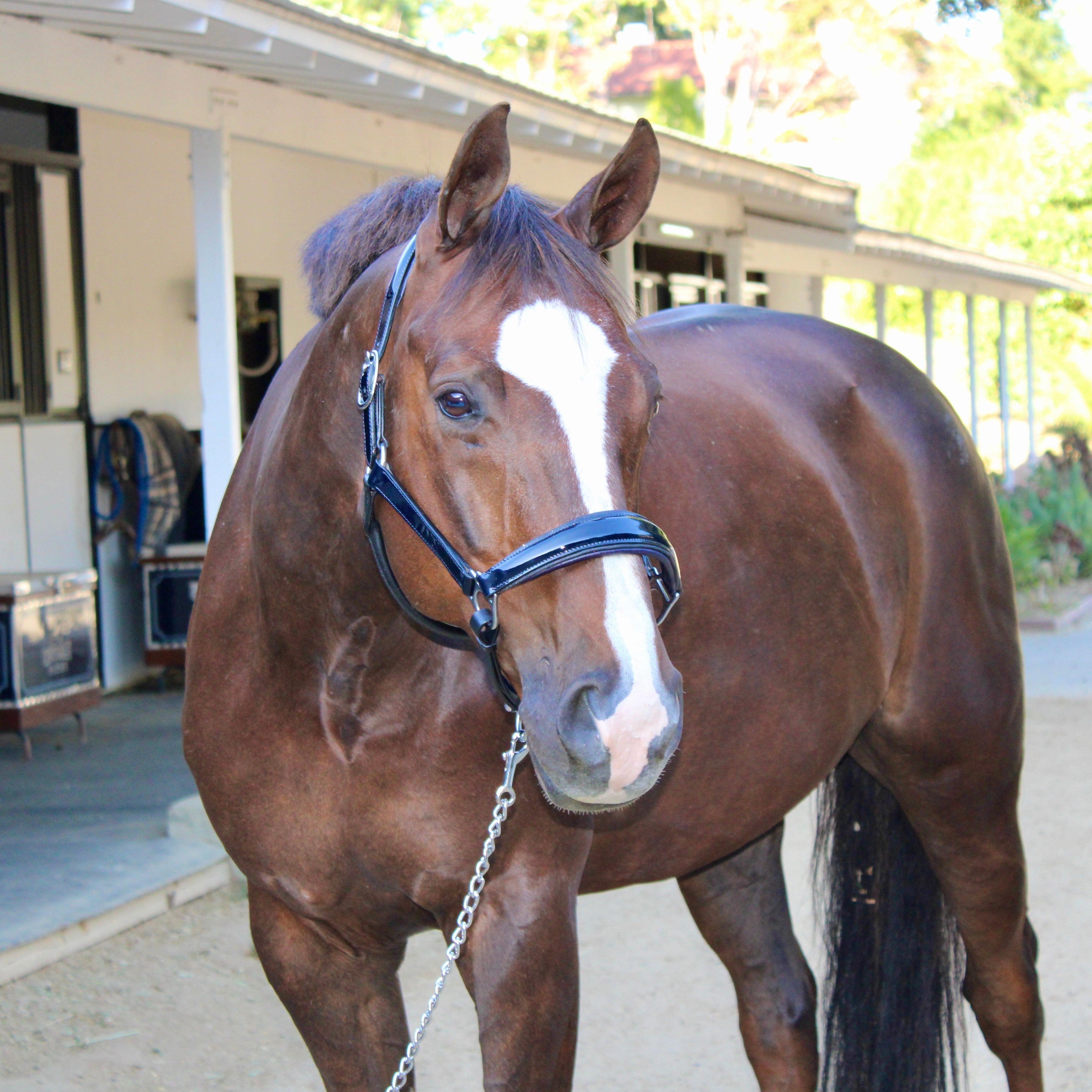 Halter Ego Kentucky Navy Patent Leather Halter - Halter Ego® - Equiluxe Tack