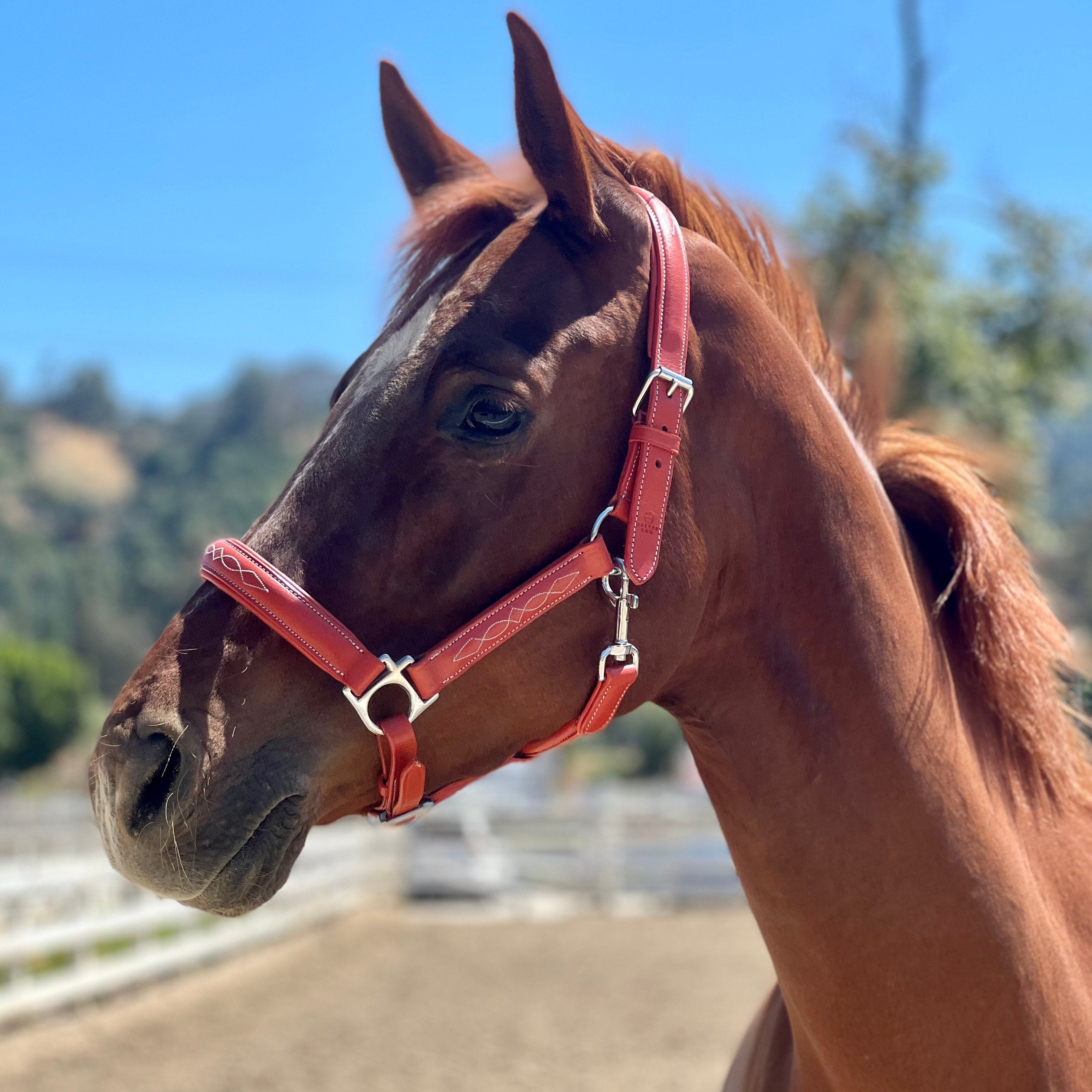 Halter Ego® Leather Halter With Top Stitching - Seville Orange - Halter Ego® - Equiluxe Tack