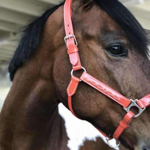 Halter Ego® Leather Halter With Top Stitching - Seville Orange - Halter Ego® - Equiluxe Tack