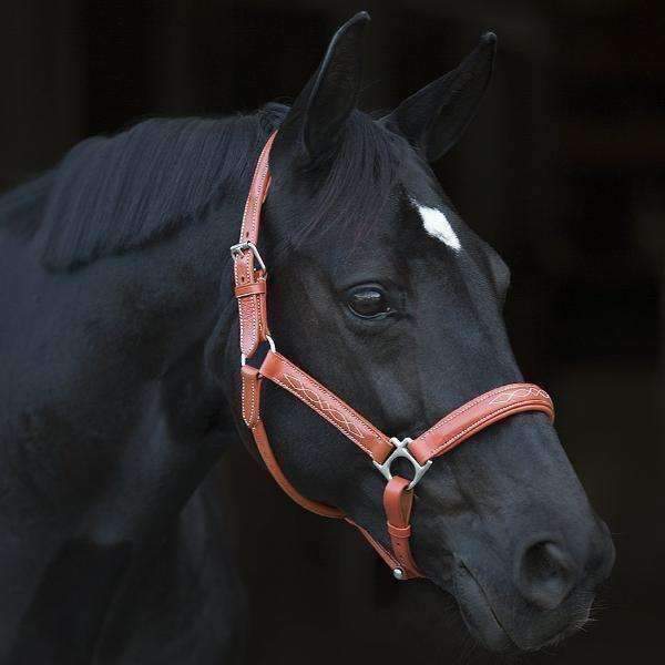 Halter Ego® Leather Halter With Top Stitching - Seville Orange - Halter Ego® - Equiluxe Tack