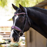 Halter Ego Limited Edition Cosmopolitan Snaffle Bridle - Halter Ego® - Equiluxe Tack