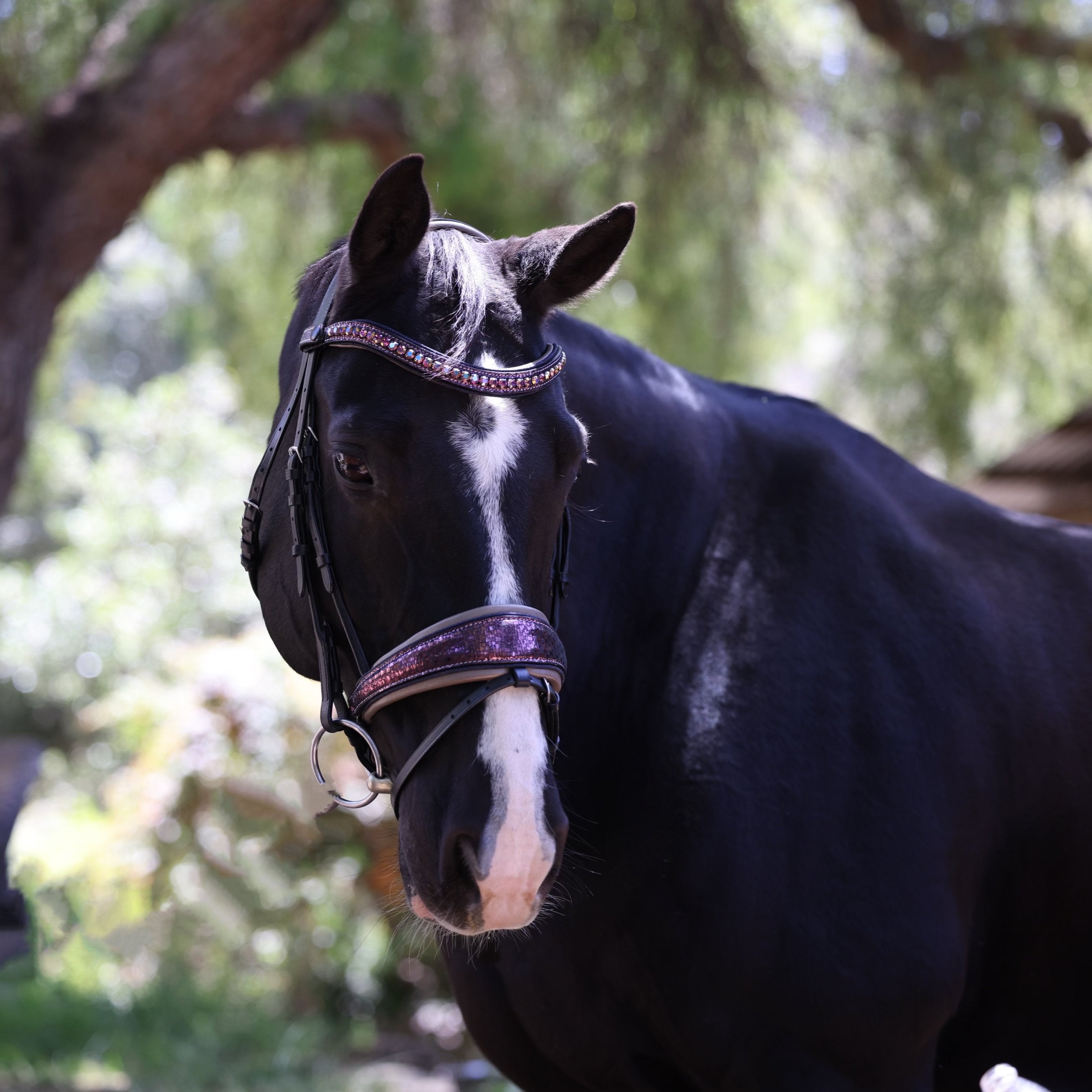 Halter Ego Limited Edition Cosmopolitan Snaffle Bridle - Halter Ego® - Equiluxe Tack